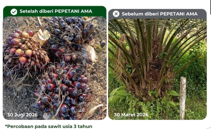Hasil Uji Sawit